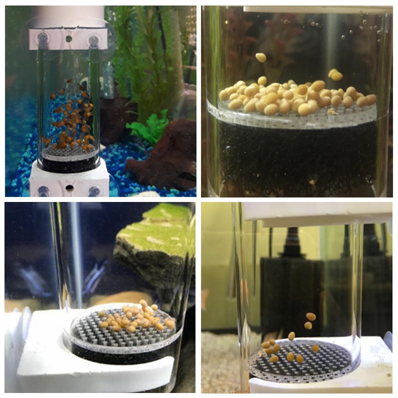 Aquarium Egg Tumbler