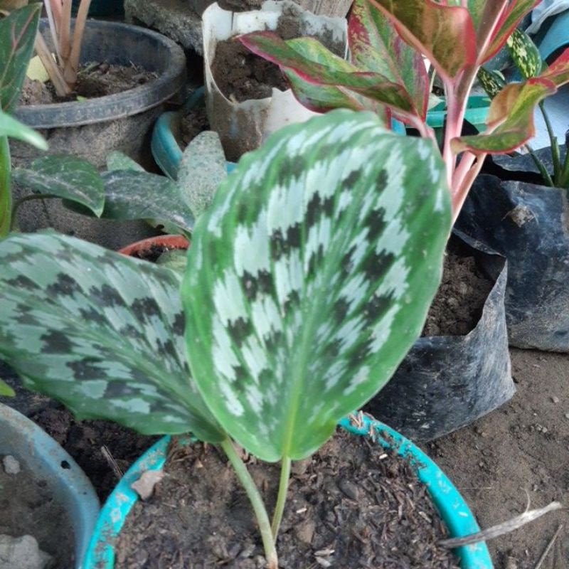 Calathea ginger peacock live plant Shopee Philippines
