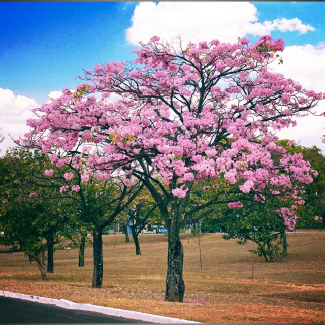 Pink Cherry Blossoms Tree Seedlings Shopee Philippines