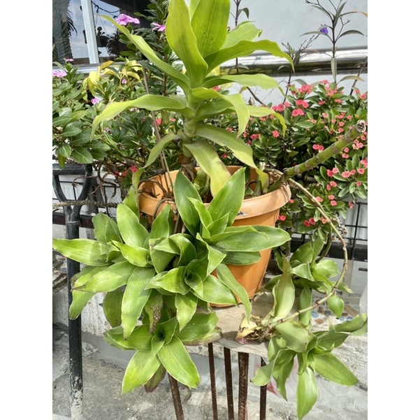 Basket Plant (Callisia Fragrans) Shopee Philippines