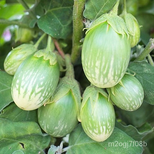 indoor plant seeds Eggplant Seeds Green Round Aurora Eggplant Seeds