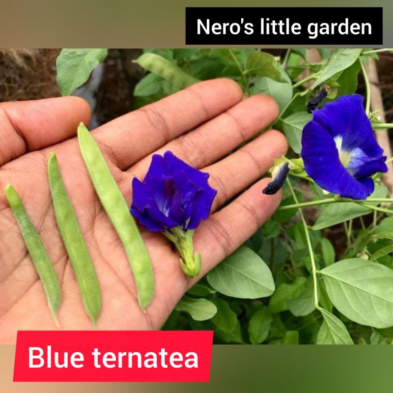 blue butterfly pea seed set ( 10 seeds) Shopee Philippines