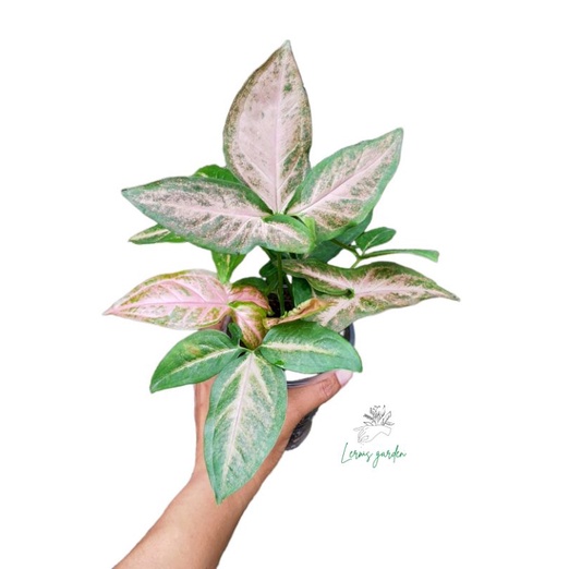 Syngonium Pink Passion (lush) Shopee Philippines