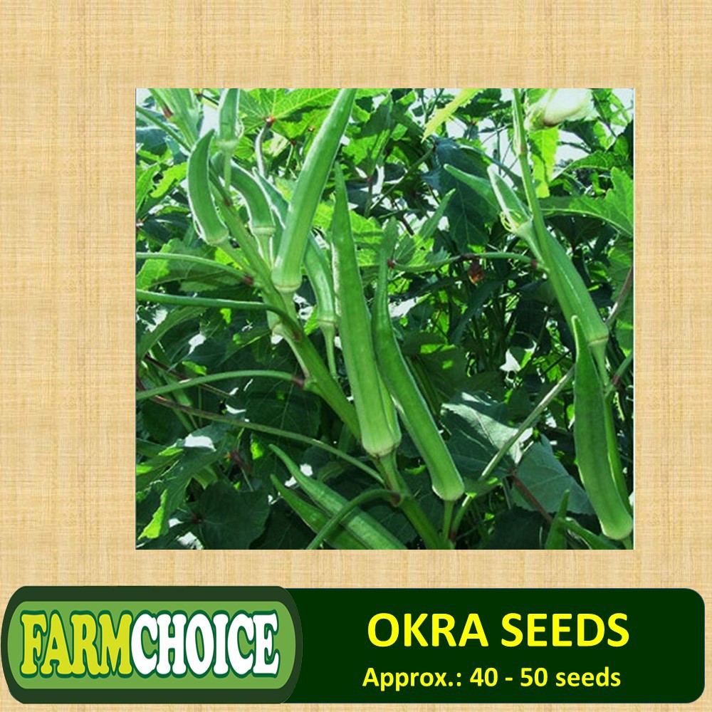 OKRA VEGETABLE SEEDS (4050 seeds) Smooth Green Variety Shopee