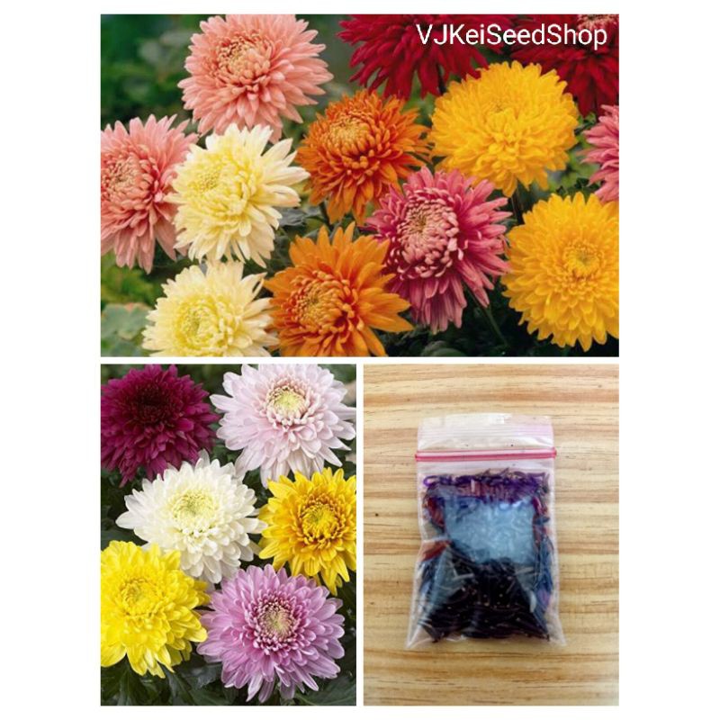 Chrysanthemum Mix Color Seeds (20pcs) Shopee Philippines