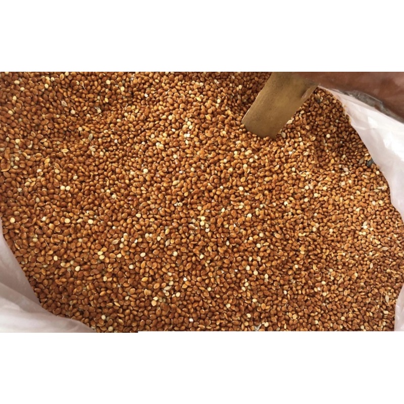 Red Millet Bird Seed for Lovebirds, Budgies, African, Etc 1KG Shopee