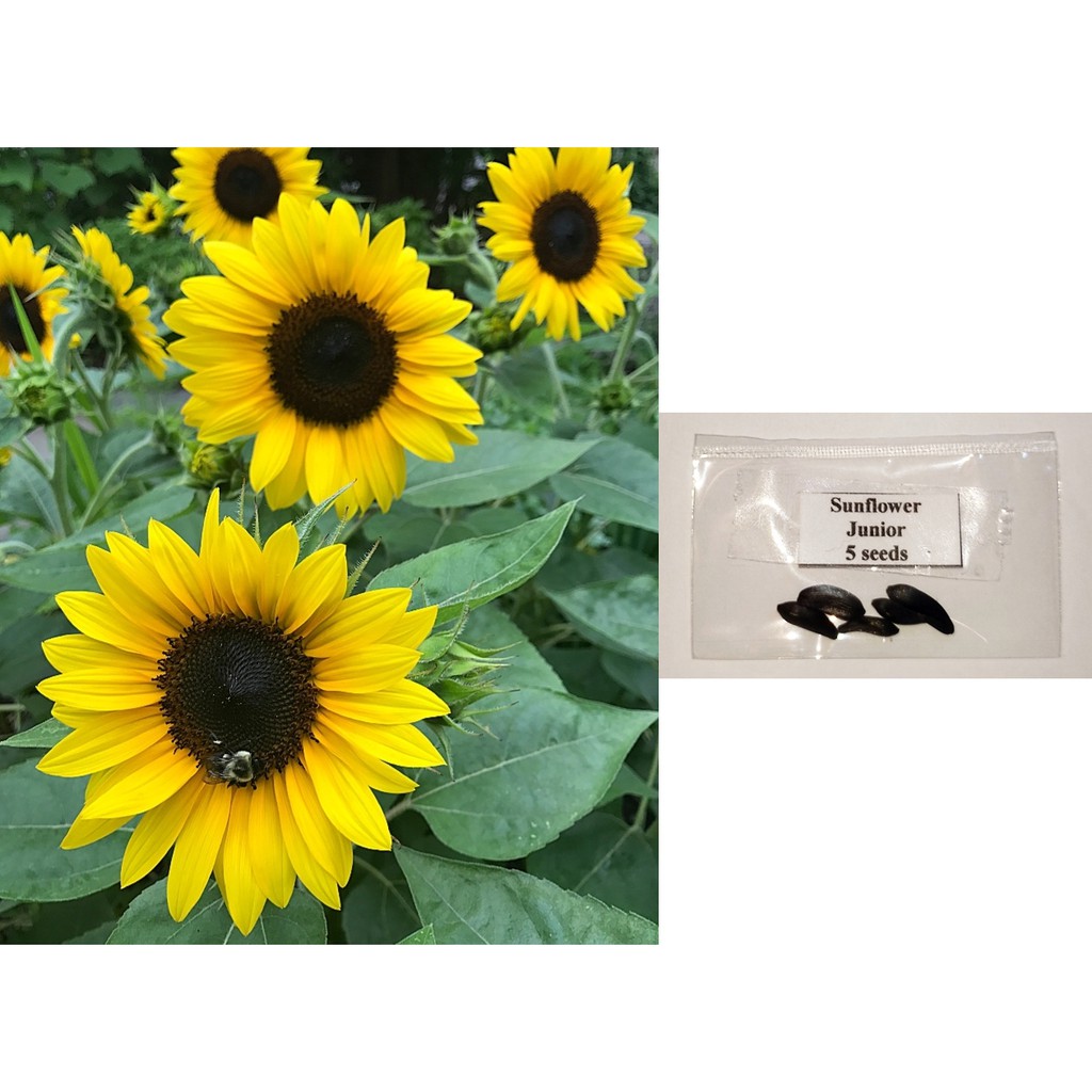 How To Plant Sunflower In The Philippines Best Flower Site