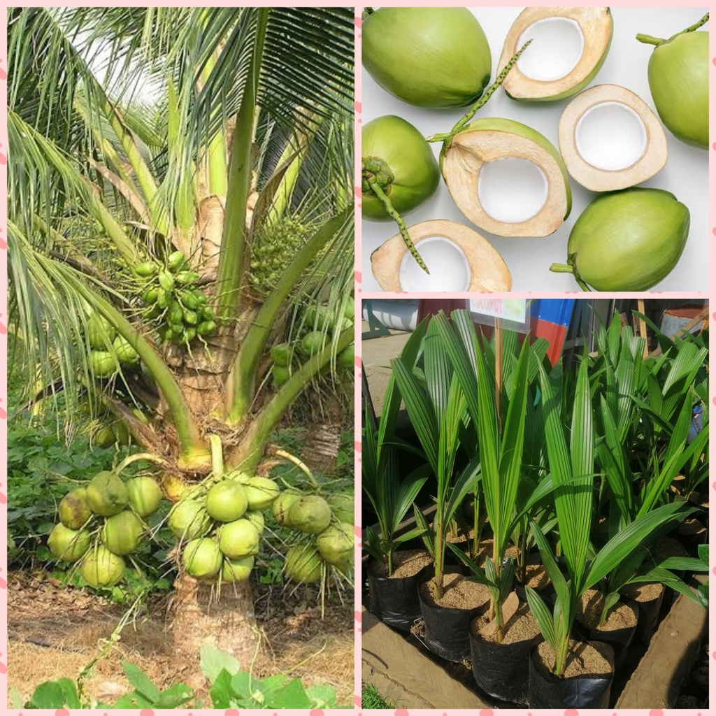 Dwarf coconut seedling, coconut seedlings, buko dwarf plant, fruit