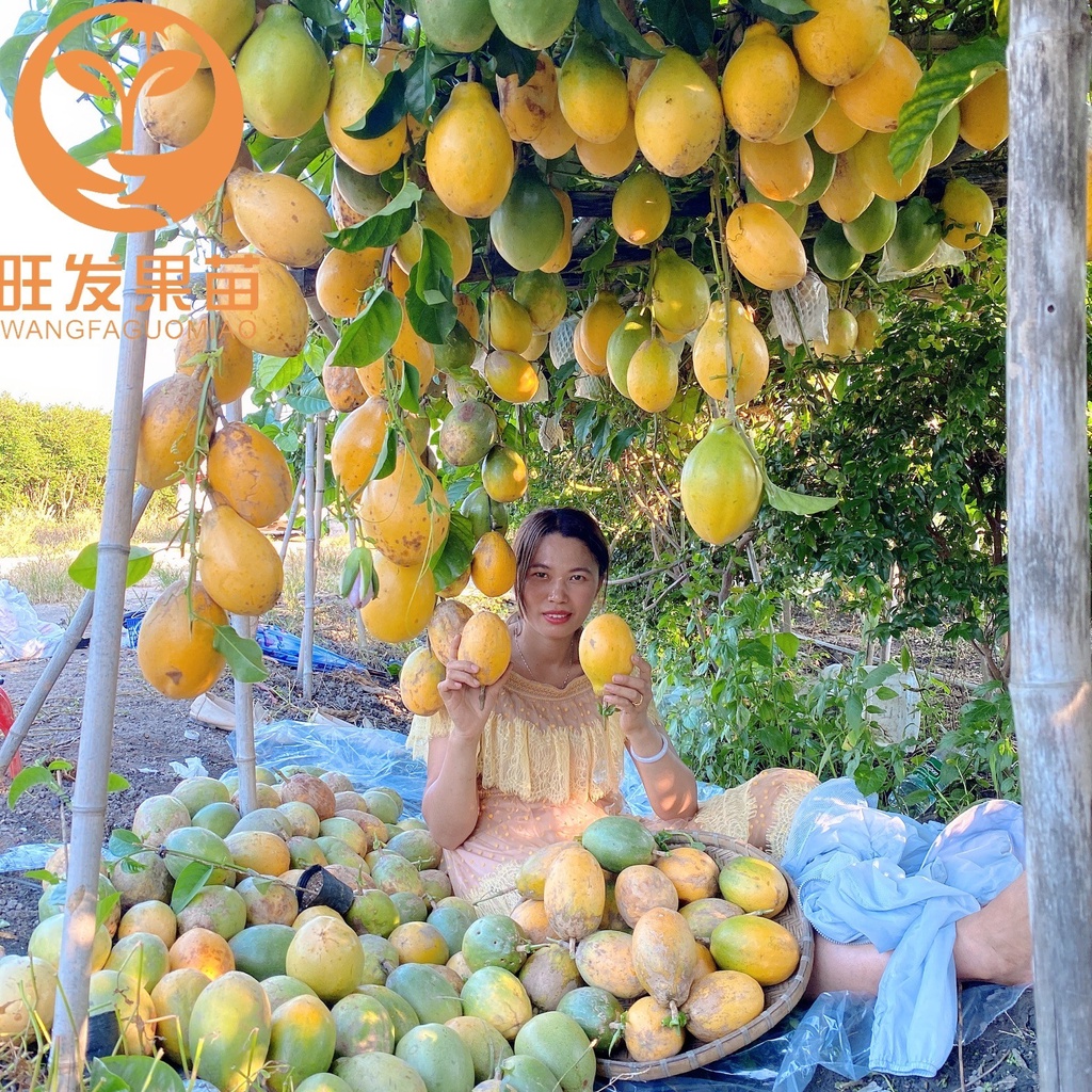 Ashlike Frost Passion Fruit Seedling Grafting Big Fruit Passion Fruit