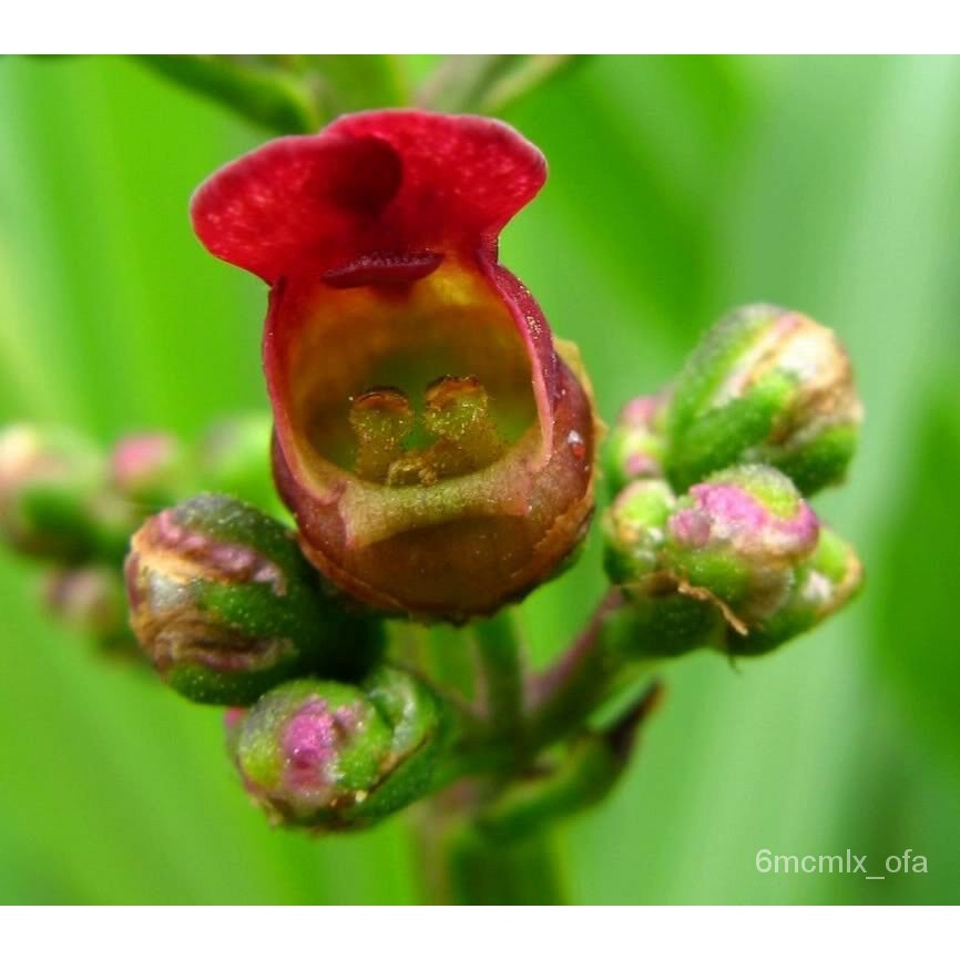 flower seeds 1000 EASTERN / LATE FIGWORT Scrophularia Marilandica Red