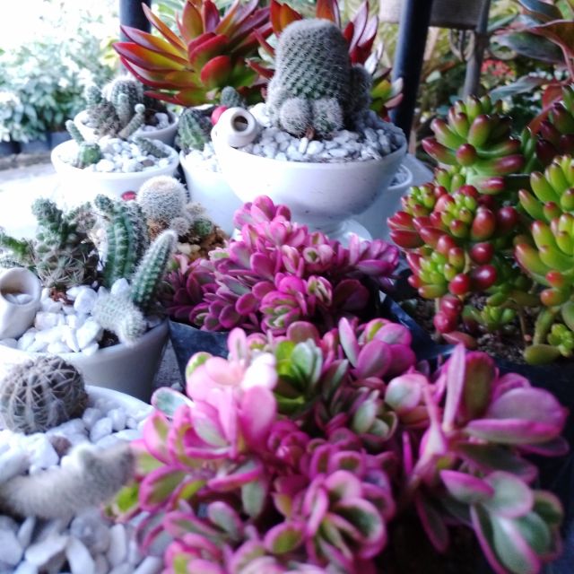 Cactus & Succulents (assorted) Shopee Philippines