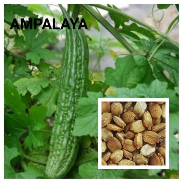 AMPALAYA SEEDS FOR PLANTING Shopee Philippines