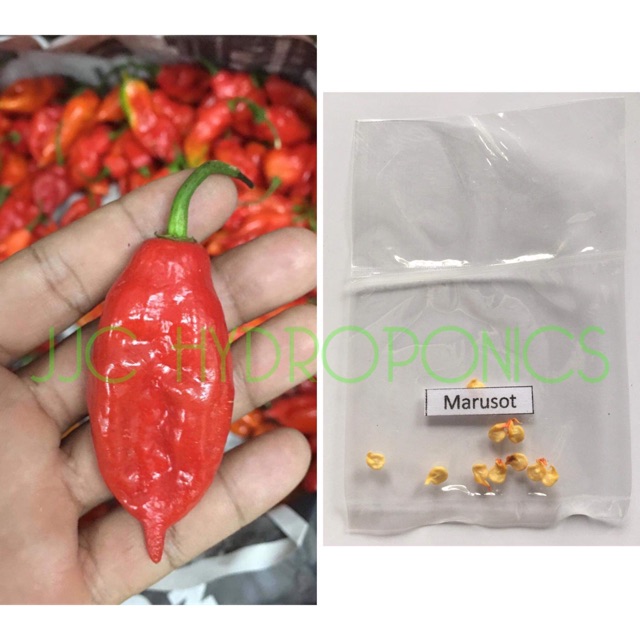 Marusot/siling demonyo/diablo pepper seed Shopee Philippines
