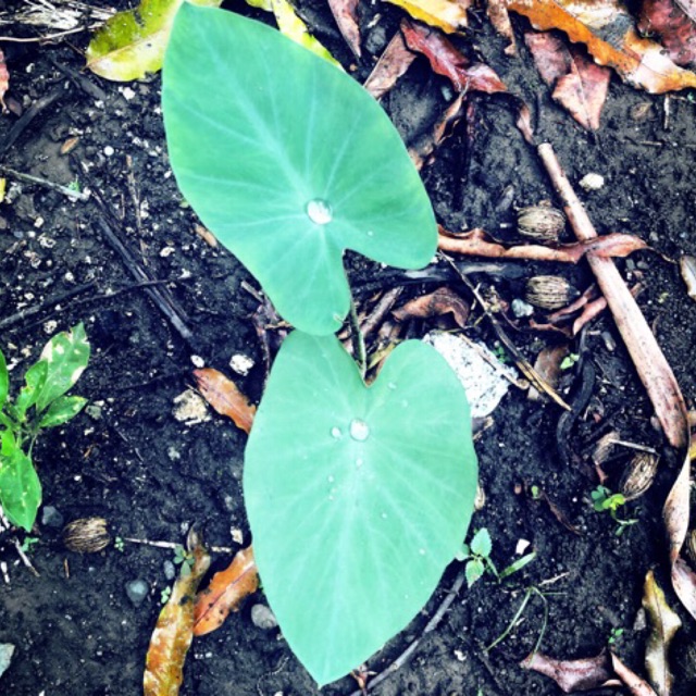 Taro or Gabi Tuber Plant Medium Shopee Philippines