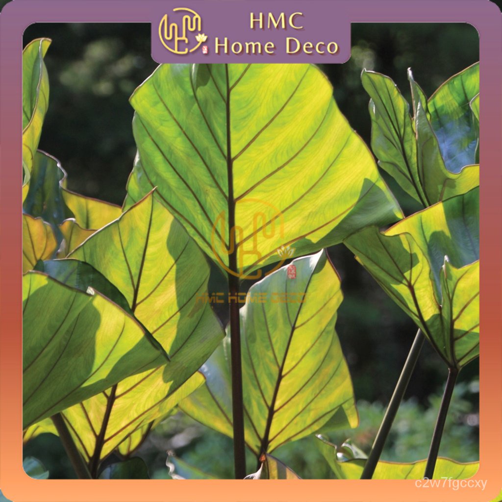 REAL LIVE PLANT TEA CUP COFFEE CUP COLOCASIA ALOCASIA ESCULENTA ELEPHANT EAR WITH PLASTIC POT