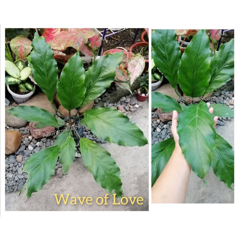 Wave of Love Anthurium plant/ live plant with roots Shopee Philippines