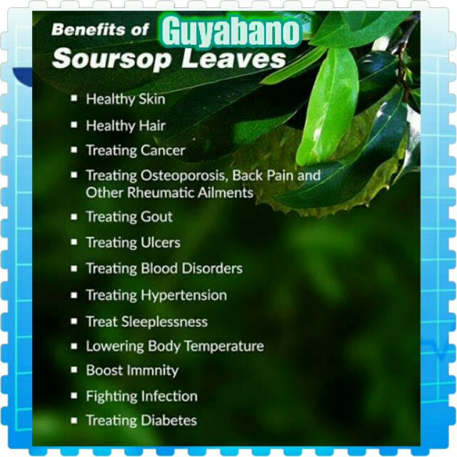 Guyabano leaf tea benefits 191283Can i drink guyabano tea everyday