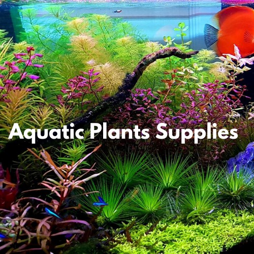 Aquatic Plants Supplies, Online Shop Shopee Philippines