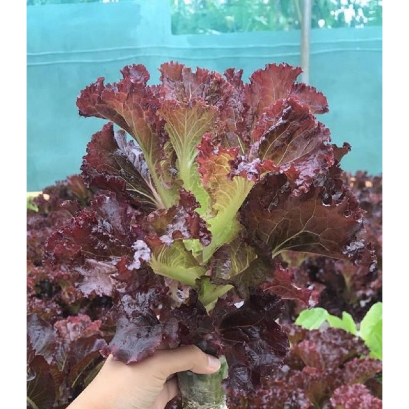 Red leaf Lettuce Seeds (100150seeds) Shopee Philippines