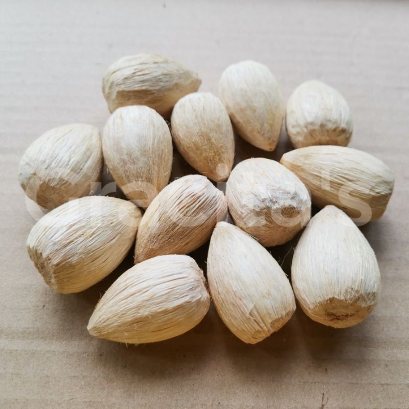 Betel Nuts / Areca Nuts / Bunga Shopee Philippines