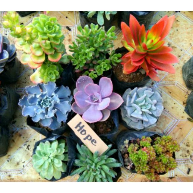 succulents/ korean succulents Shopee Philippines