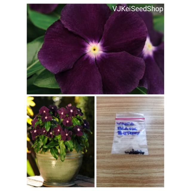 Vinca Blackberry Seeds (20pcs) Shopee Philippines