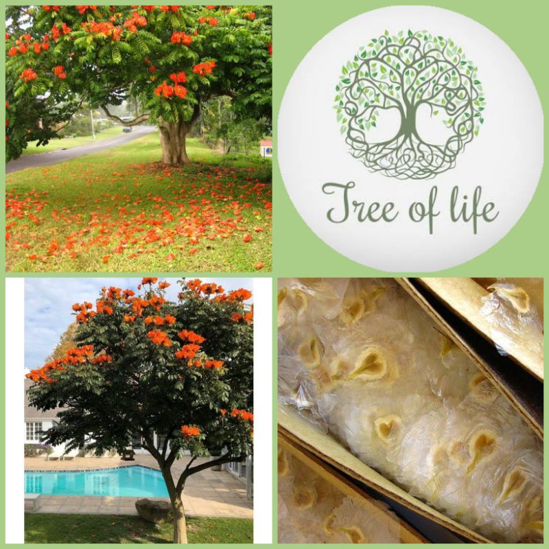 African Tulip Tree Seeds (12 Seeds) Shopee Philippines