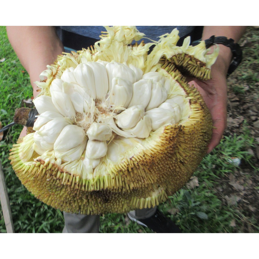 Marang Fruit Seeds ( 7 seeds ) Shopee Philippines