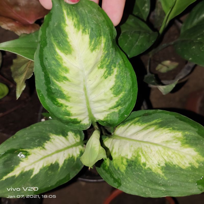 AGLONEMA PLANTS UPROOTED Shopee Philippines