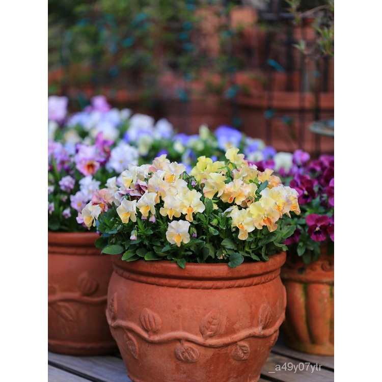 Seed KAO Uncle Pansy Flower Pansy Pot Seedling Four Seasons Easy to