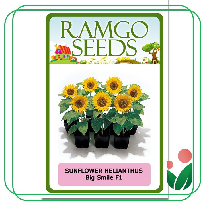 Best Time To Plant Sunflower In The Philippines Home Alqu