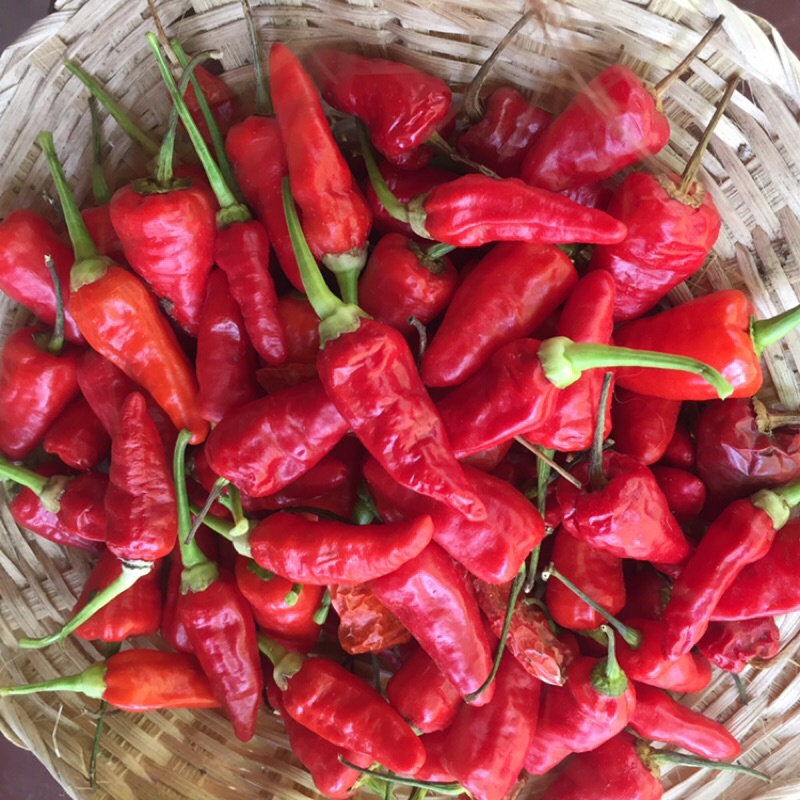 Siling Diablo (Seeds Only) Shopee Philippines