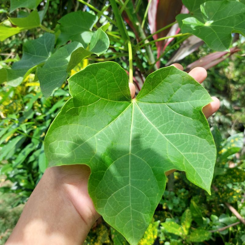 tuba tuba fresh leaves 50 pieces Shopee Philippines