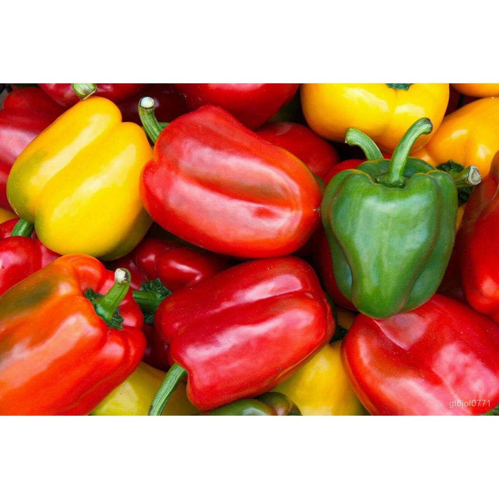 Guaranteed germination rate 100 Sweet Bell Pepper Seeds Bell Mix Red