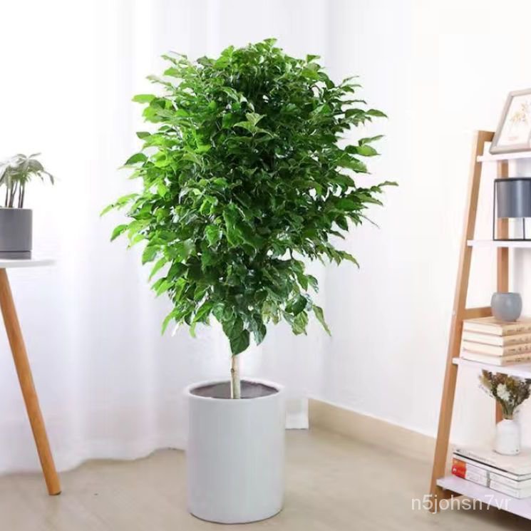 Happiness Tree Potted Plant Indoor Pachira Macrocarpa Living Room Tree