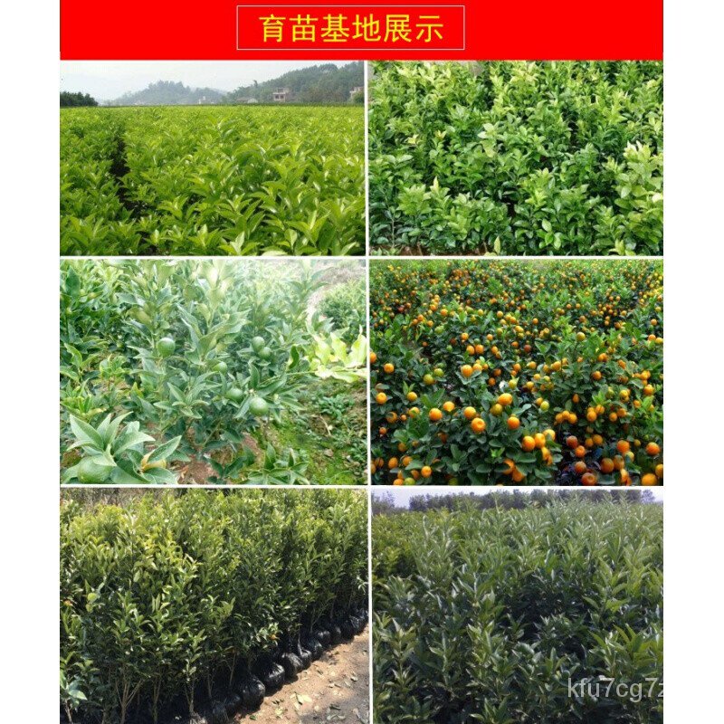 Plain Crisp Golden Orange Tree Bonsai Four Seasons Grafting Small