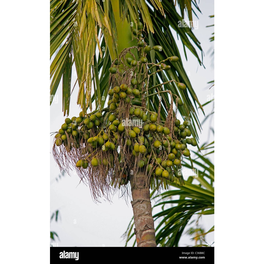 Betel nut/buyo/bunga/nganga native/seedling live plant Shopee Philippines