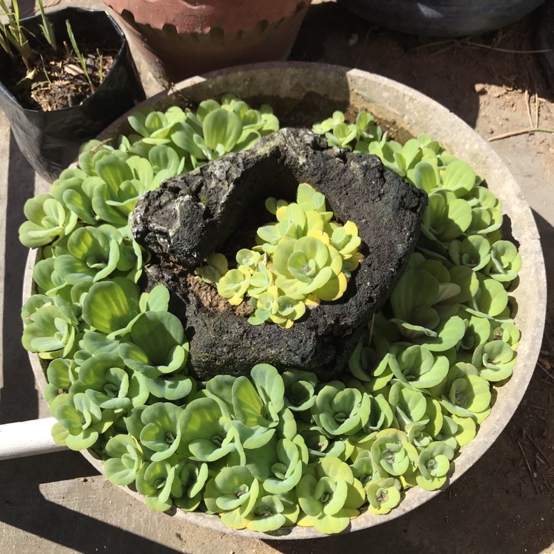 Water Lettuce Aquatic Quiapo Plant 1pc (Live & Rooted) Shopee Philippines