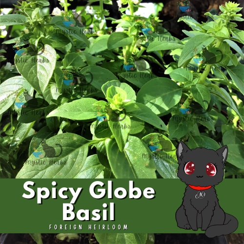 Spicy Globe Basil Seeds; Spicy Bush Basil; Globe Shaped Basil (Mystic Herbs) Shopee Philippines