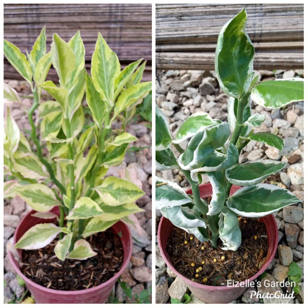 Variegated Devil's Backbone House Plant Live Plant Indoor