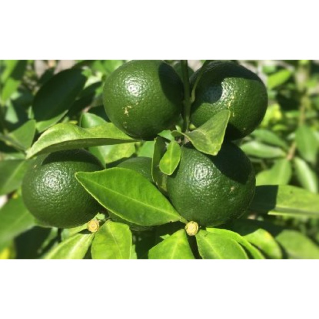 Calamansi Fruit Tree Fruit Trees