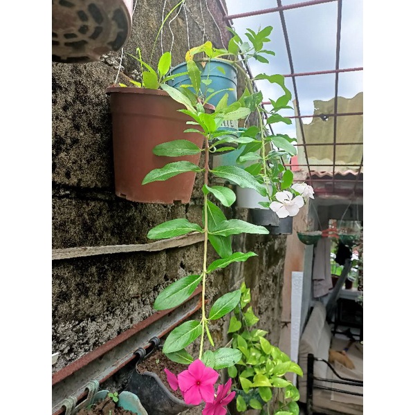 hanging vinca plant with flowers Shopee Philippines
