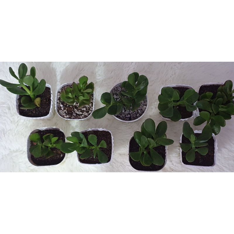 Jade Plants ( Repotted) Succulent Shopee Philippines