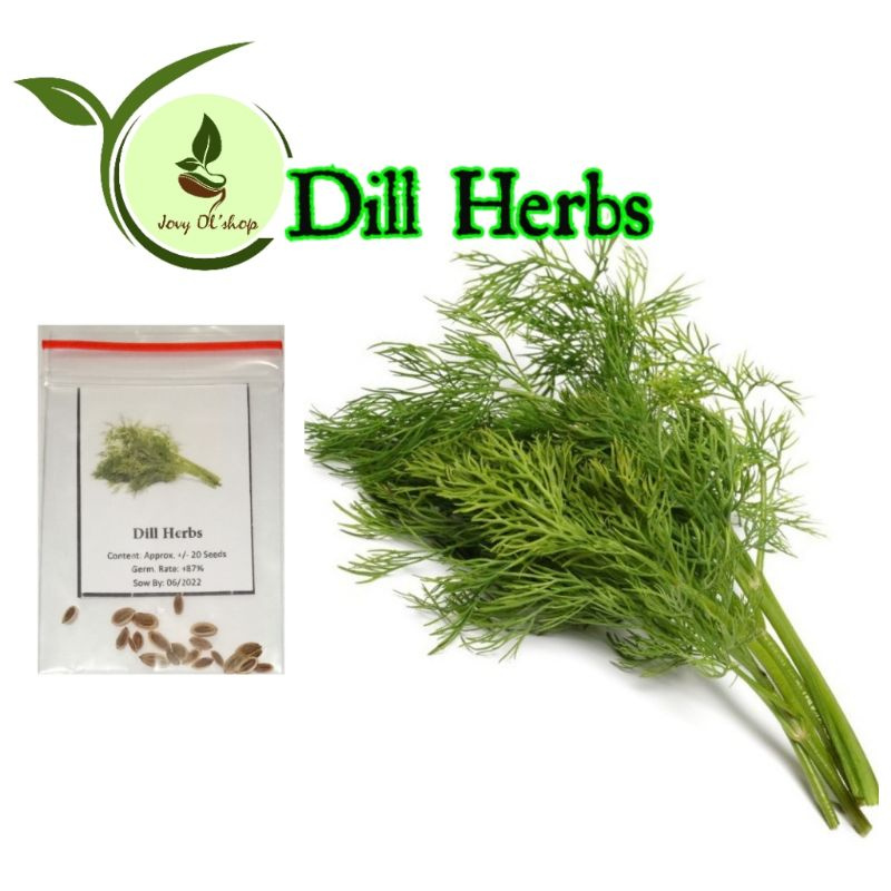 Dill Herbs 20 seeds Shopee Philippines