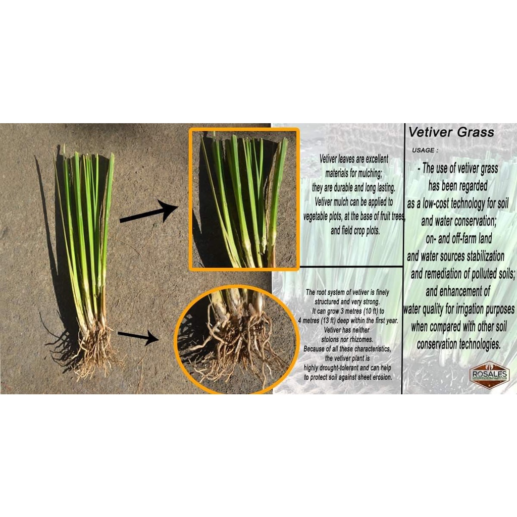 300 slips Vetiver Grass Slips Stalk Only Helps To Stabilises Soil And