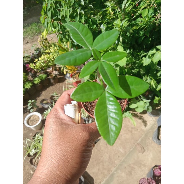 Available live plants for sale (Pachira plants) Shopee Philippines