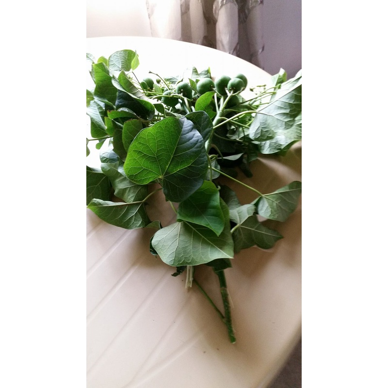 jatropha curcas/ tubang aso/tuba tuba cuttings 50 cm. long 4 pcs