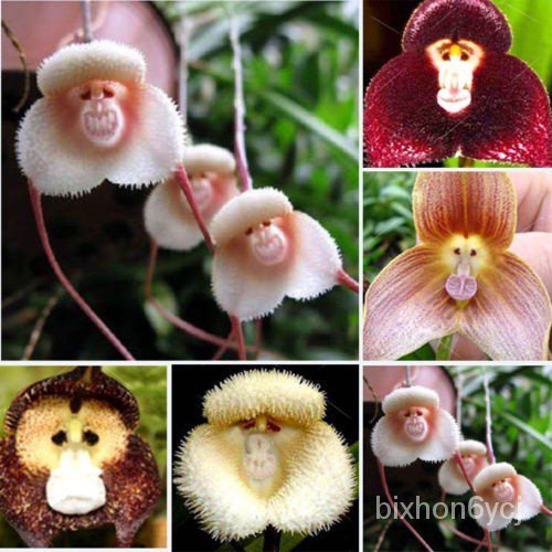 cash on delivery 10pcs Rare Monkey Face Orchid Beautiful Plant Flower