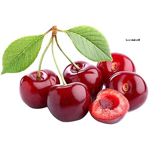 Black Cherry Tree Seeds10pcs Sweet Cherry Seeds Shrub Prunus Cerasus