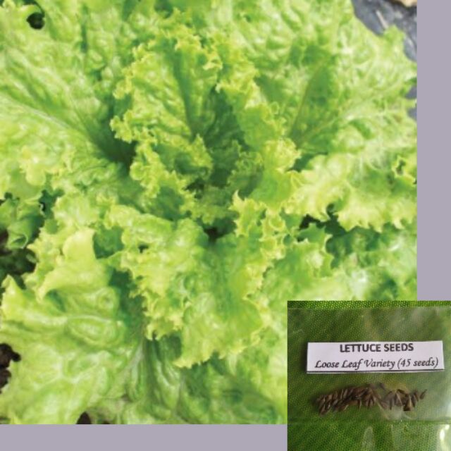Lettuce Seeds (Loose leaf Variety) Shopee Philippines